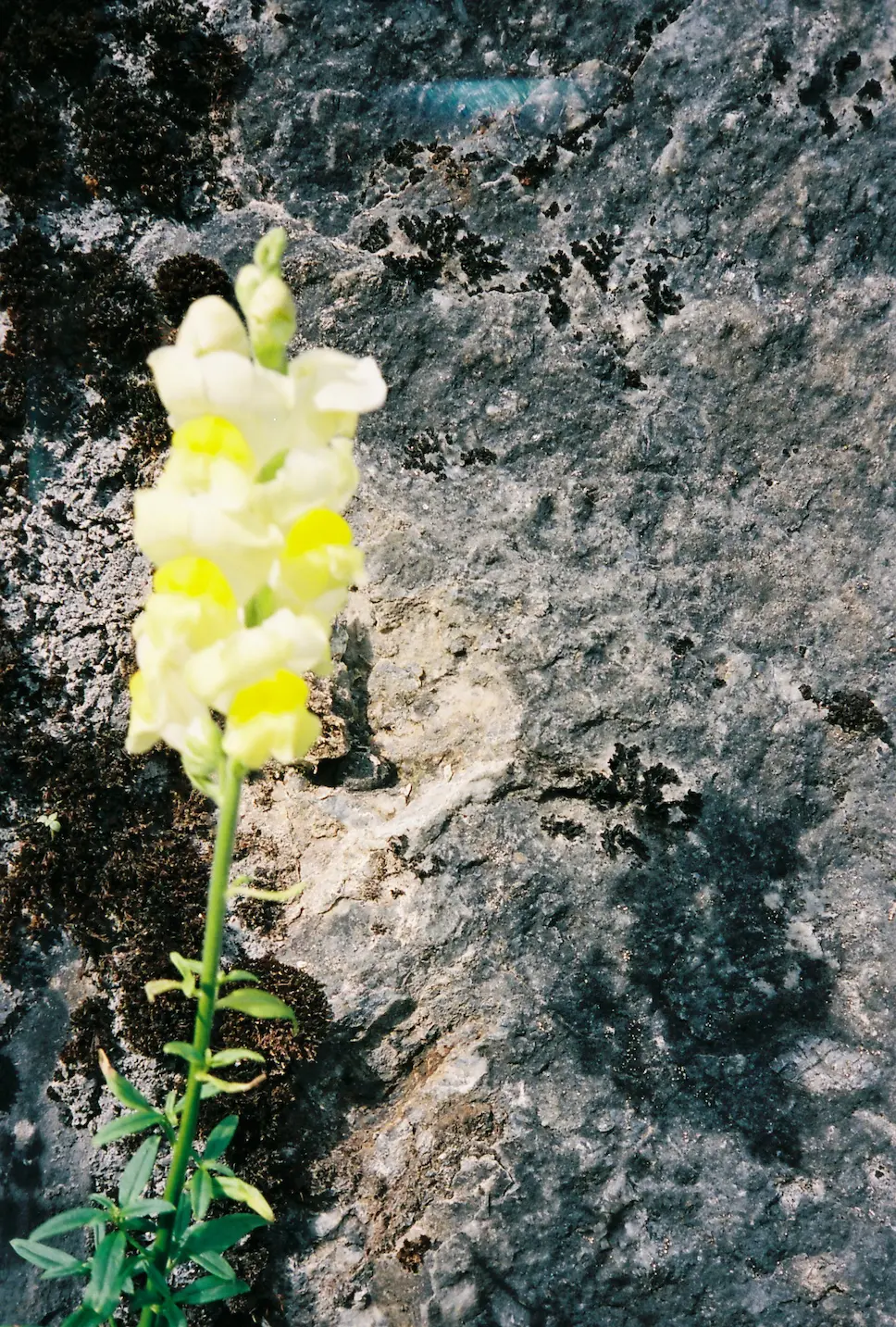 Fleur jaune pâle en gros plan avec un arrière-plan de pierre grise texturée.