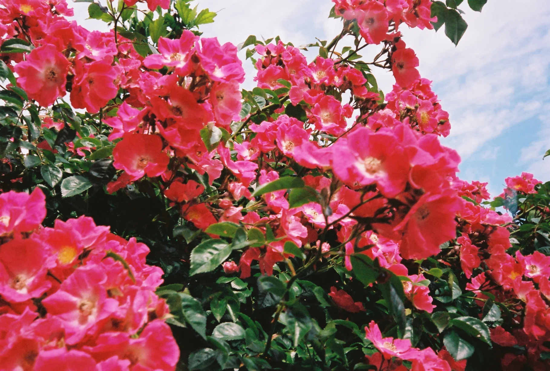 Cluster of vibrant pink roses in bloom against a partly cloudy blue sky.