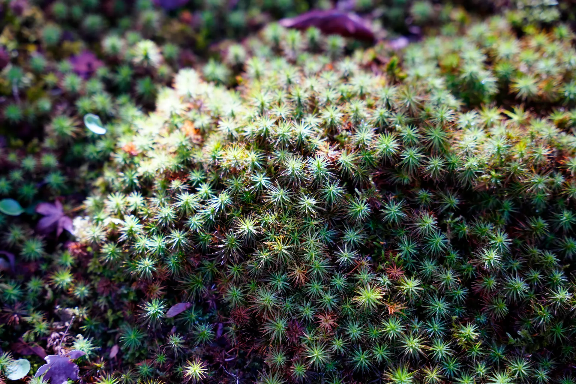 Gros plan sur un tapis de mousse verte avec des feuilles éparses sous une lumière naturelle.