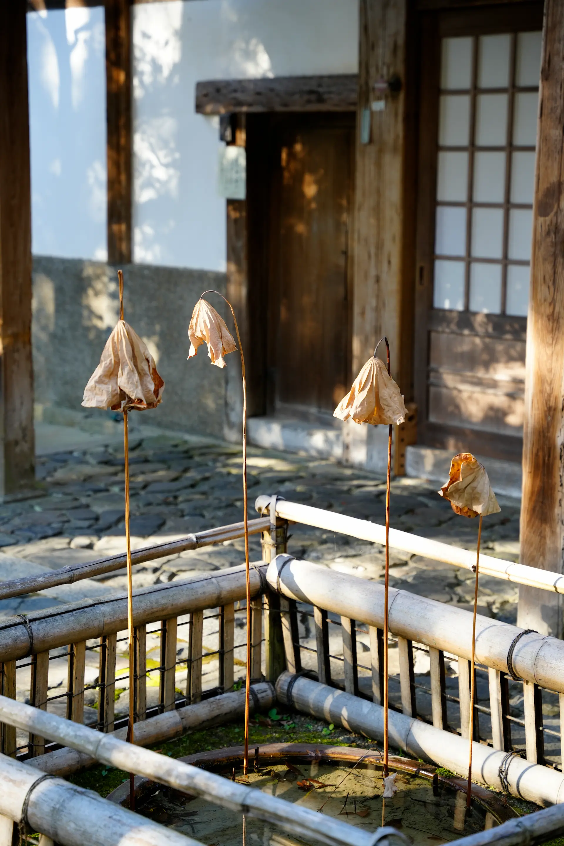 Feuilles de lotus séchées sur de longues tiges dans un bassin entouré d'une clôture en bambou, devant une maison traditionnelle japonaise.